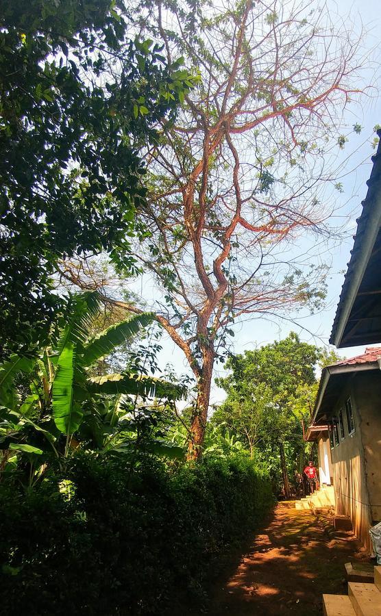 Acacia Tree Apartments Marangu Exteriér fotografie